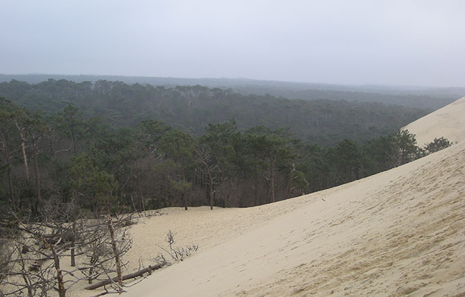 La forêt des Landes de Gascogne, vue de la Dune du Pilat (Gironde). Sous l’effet de forts vents, le sable avance vers la forêt : les pins sur la ligne de front meurent, mais la dune est fixée - © A. Porté